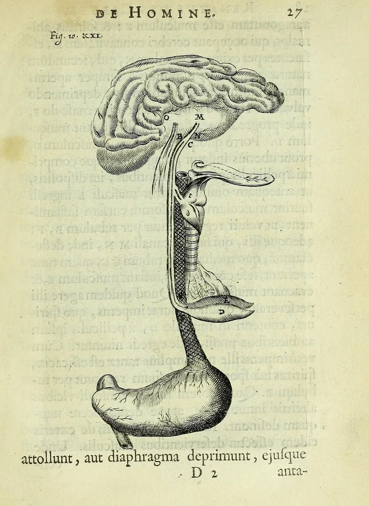 An illustration from Renatus des Cartes De homine figuris /, 1664, leaf 73