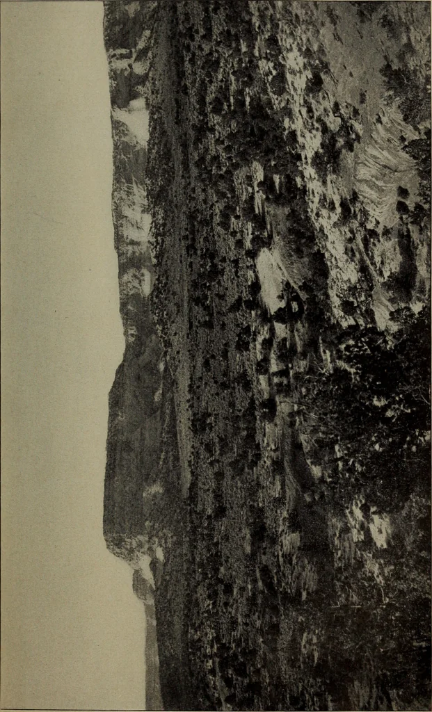 An illustration from Report 1911, 1896, leaf 660