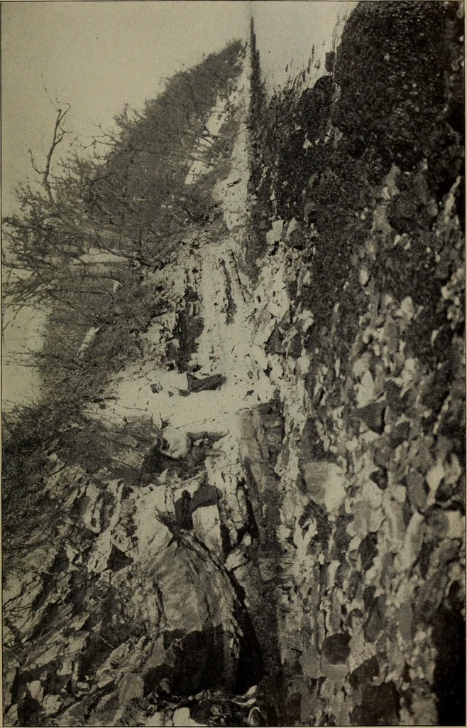 An illustration from Report 1911, 1896, leaf 666