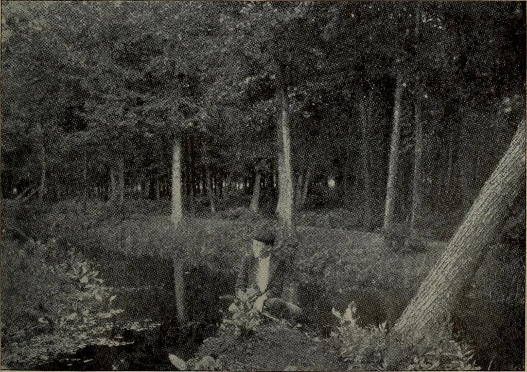 An illustration from Report 1911, 1896, leaf 688