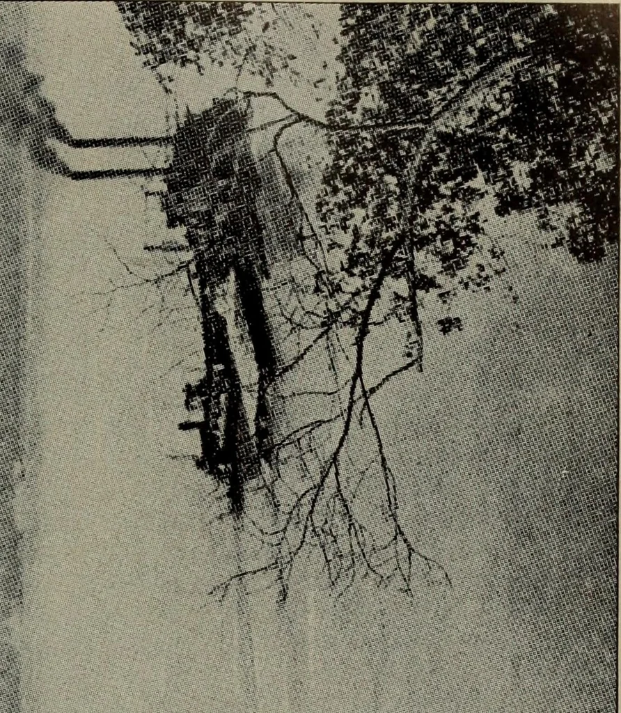 An illustration from Report 1911, 1896, leaf 694