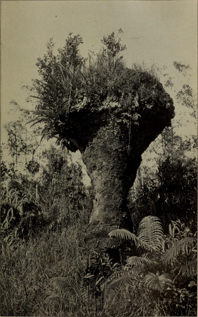 An illustration from Report 1911, 1896, leaf 702