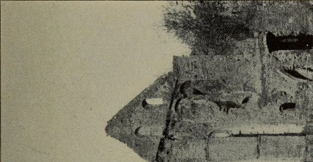 An illustration from Report 1911, 1896, leaf 708
