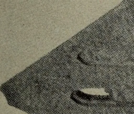 An illustration from Report 1911, 1896, leaf 708