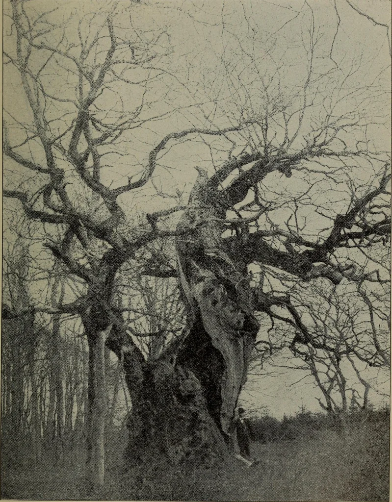 An illustration from Report 1911, 1896, leaf 718