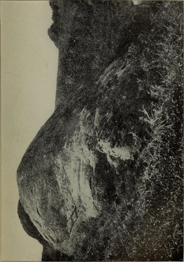 An illustration from Report 1911, 1896, leaf 720