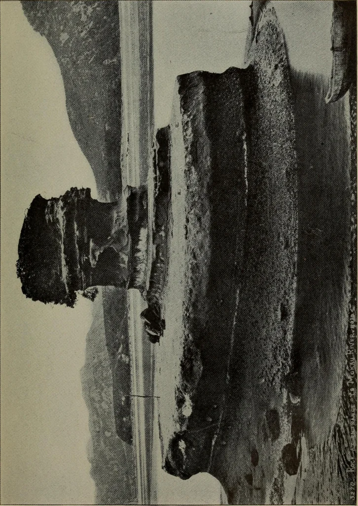 An illustration from Report 1911, 1896, leaf 730