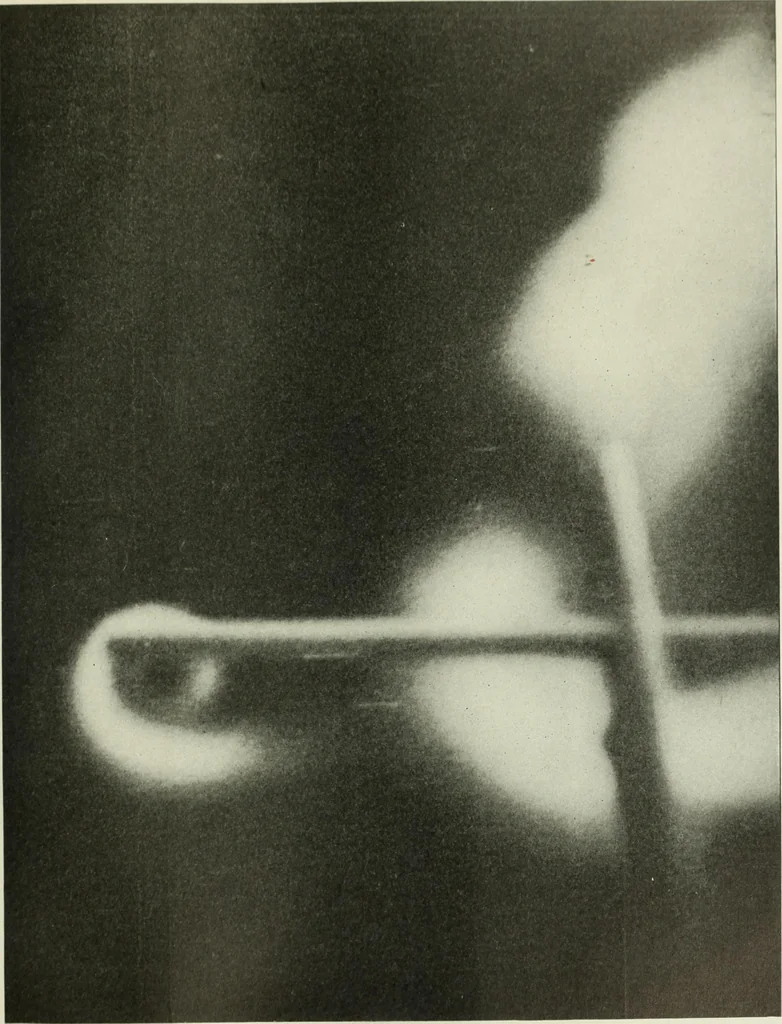 An illustration from Report, 1915, leaf 100