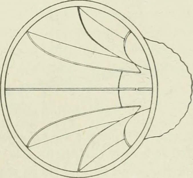 An illustration from Report, 1915, leaf 514