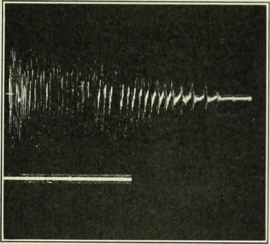 An illustration from Report, 1915, leaf 536