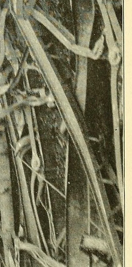 An illustration from Report of the ... Annual Meeting of the American Street Railway Association, 1897, leaf 109