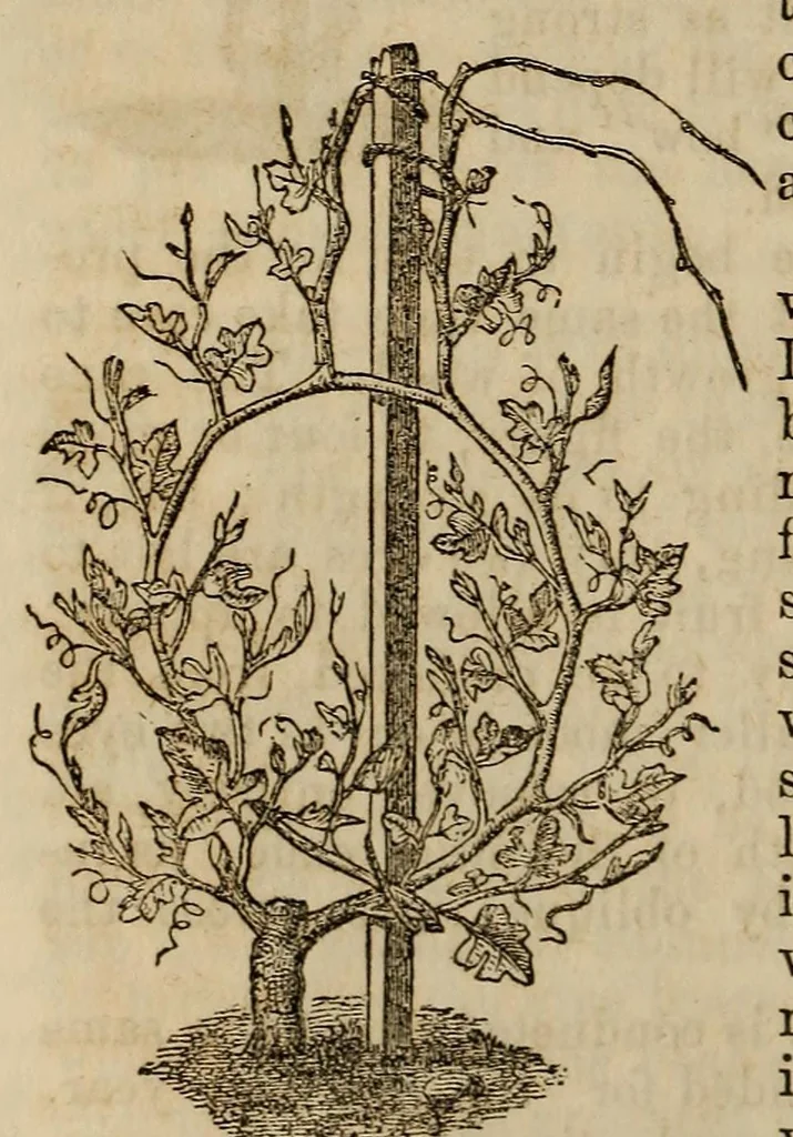 An illustration from Report of the Commissioner of Patents for the year .., 1849, leaf 500