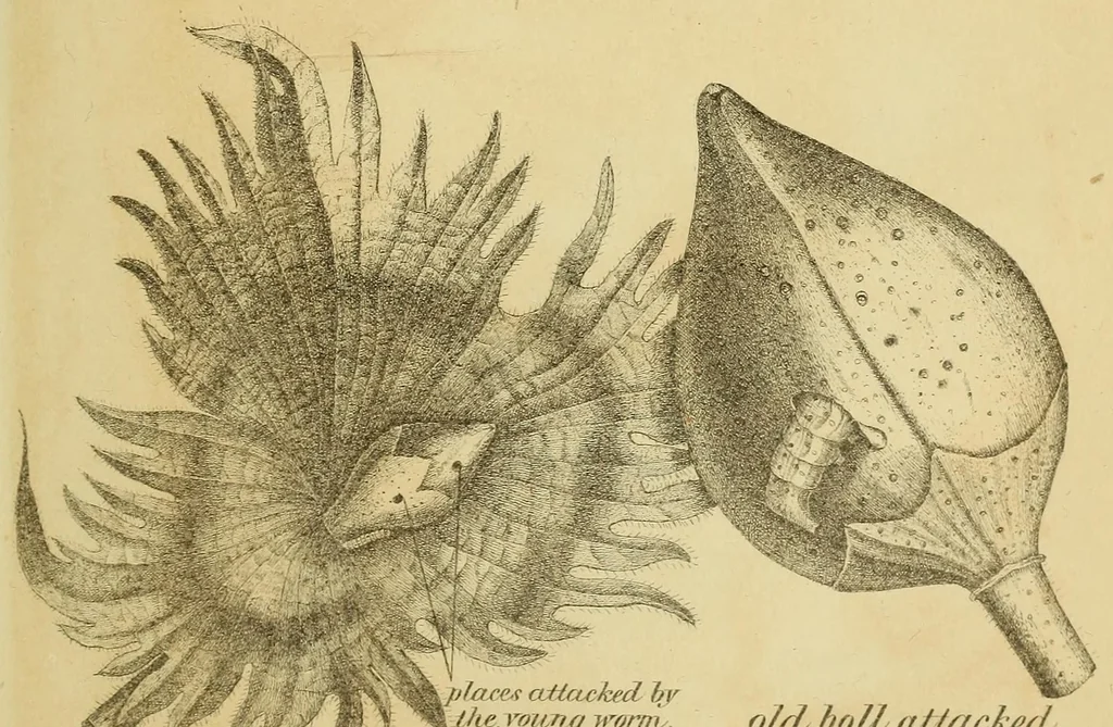 An illustration from Report of the Commissioner of Patents for the year .., 1849, leaf 571