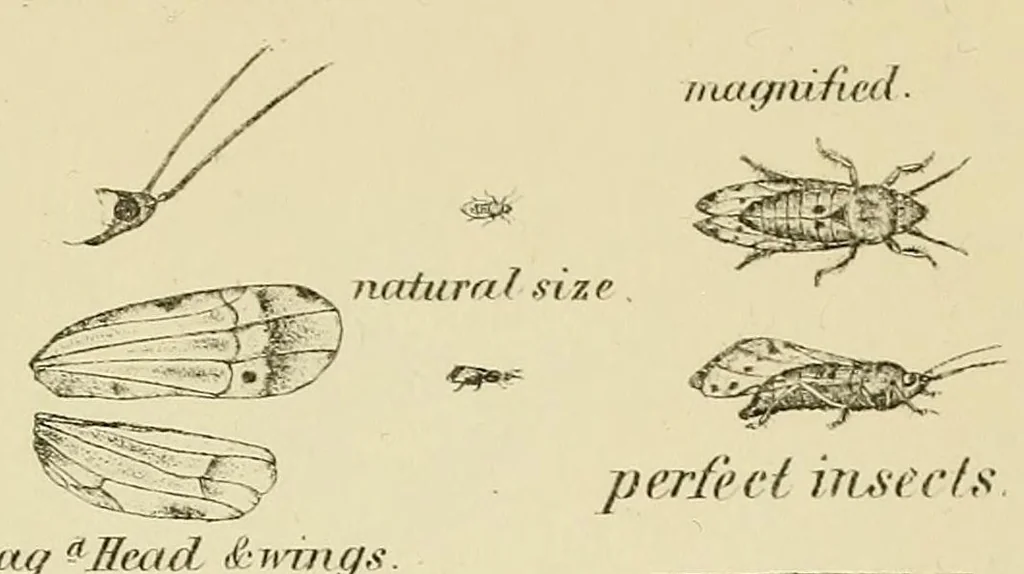 An illustration from Report of the Commissioner of Patents for the year .., 1849, leaf 577