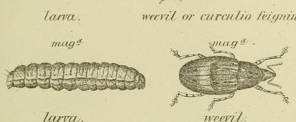 An illustration from Report of the Commissioner of Patents for the year .., 1849, leaf 579