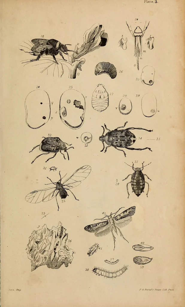 An illustration from Report of the Commissioner of Patents for the year .., 1849, leaf 597
