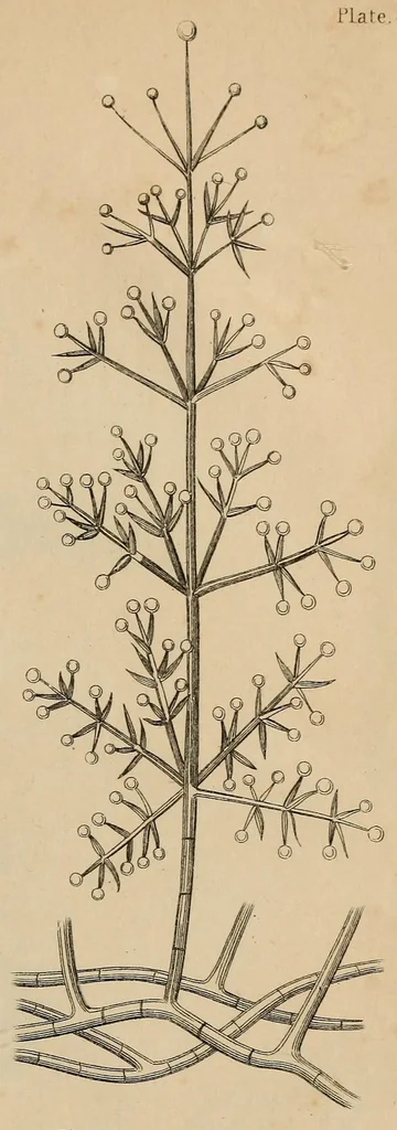 An illustration from Report of the Commissioner of Patents for the year .., 1849, leaf 601