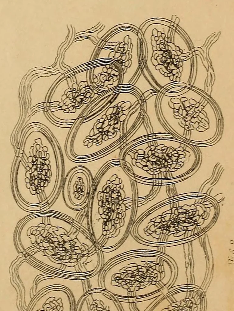 An illustration from Report of the Commissioner of Patents for the year .., 1849, leaf 603