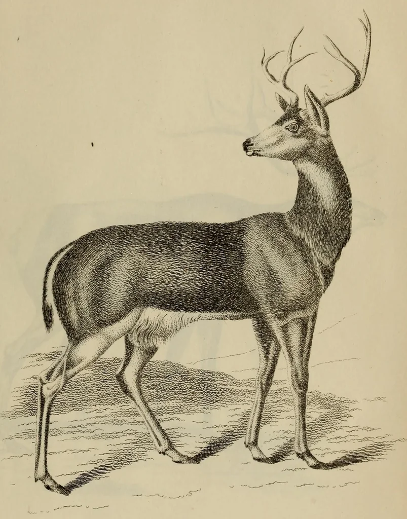 An illustration from Report of the Commissioner of Patents for the year .., 1849, leaf 697