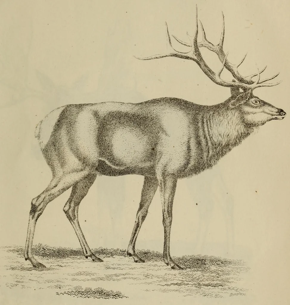 An illustration from Report of the Commissioner of Patents for the year .., 1849, leaf 699
