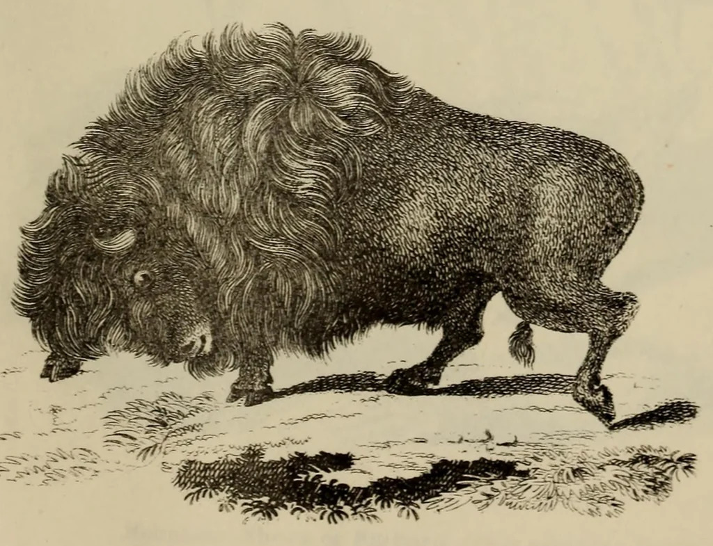 An illustration from Report of the Commissioner of Patents for the year .., 1849, leaf 703