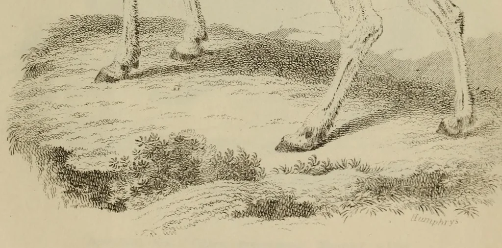 An illustration from Report of the Commissioner of Patents for the year .., 1849, leaf 705