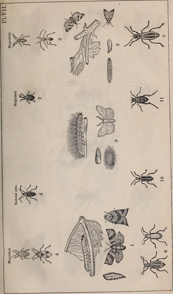 An illustration from Report of the Commissioner of Patents for the year .., 1849, leaf 14