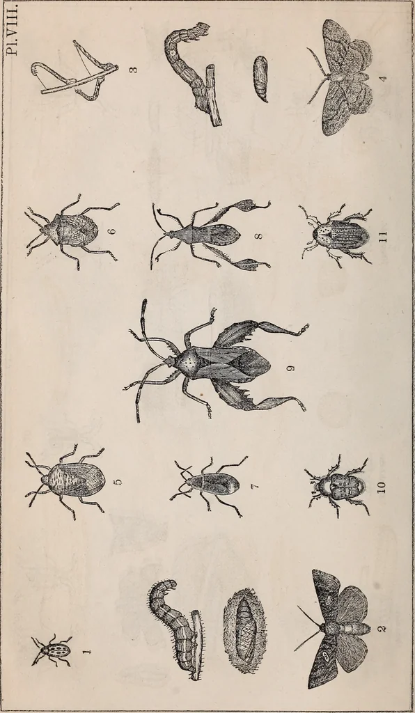 An illustration from Report of the Commissioner of Patents for the year .., 1849, leaf 15