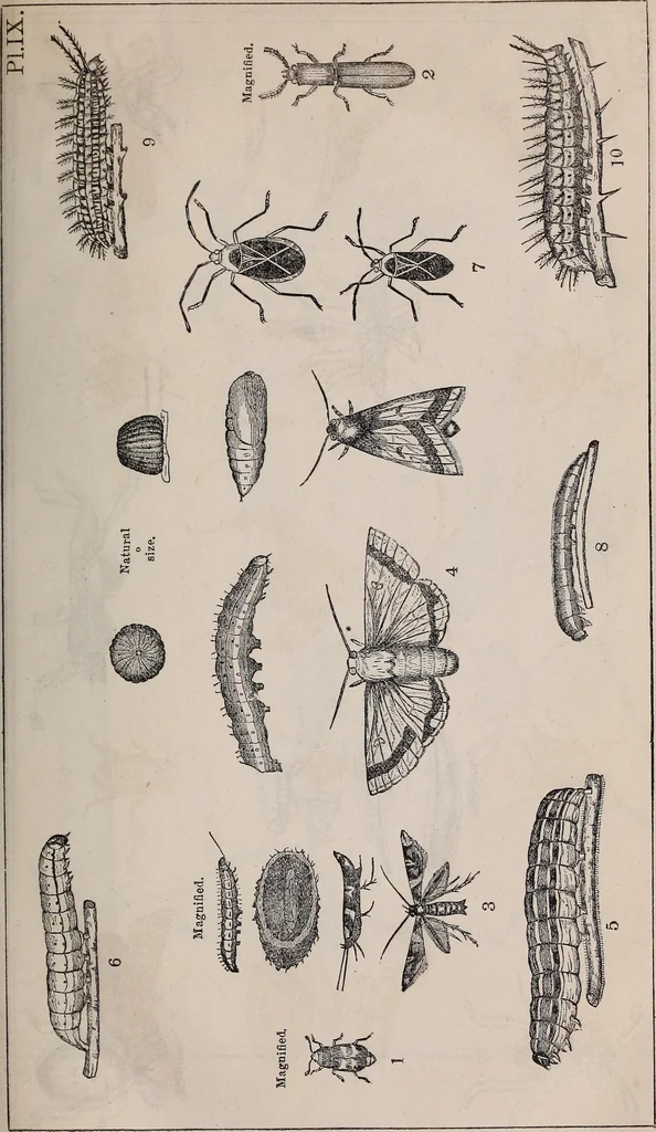 An illustration from Report of the Commissioner of Patents for the year .., 1849, leaf 16