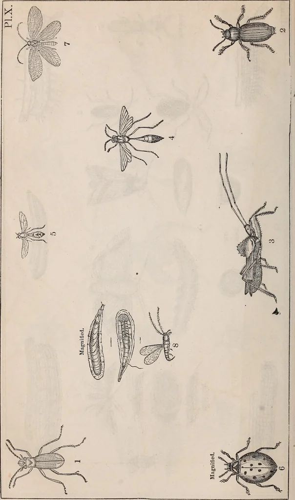 An illustration from Report of the Commissioner of Patents for the year .., 1849, leaf 17