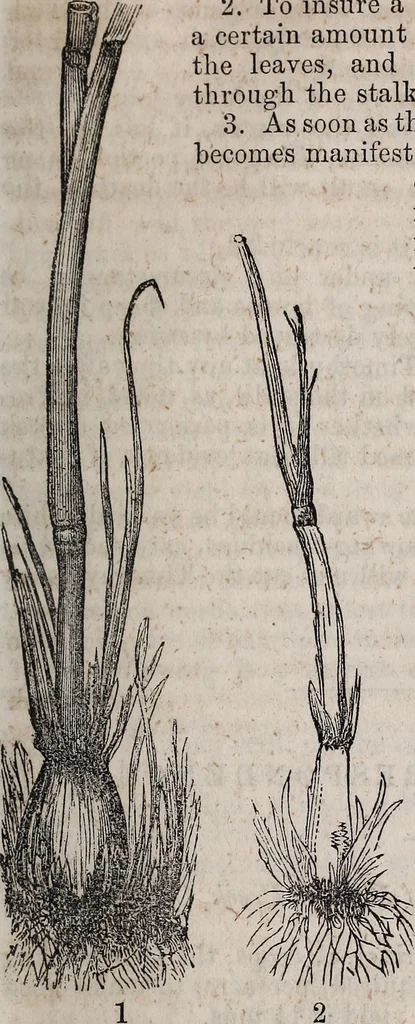 An illustration from Report of the Commissioner of Patents for the year .., 1849, leaf 332