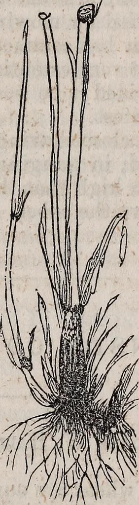 An illustration from Report of the Commissioner of Patents for the year .., 1849, leaf 332