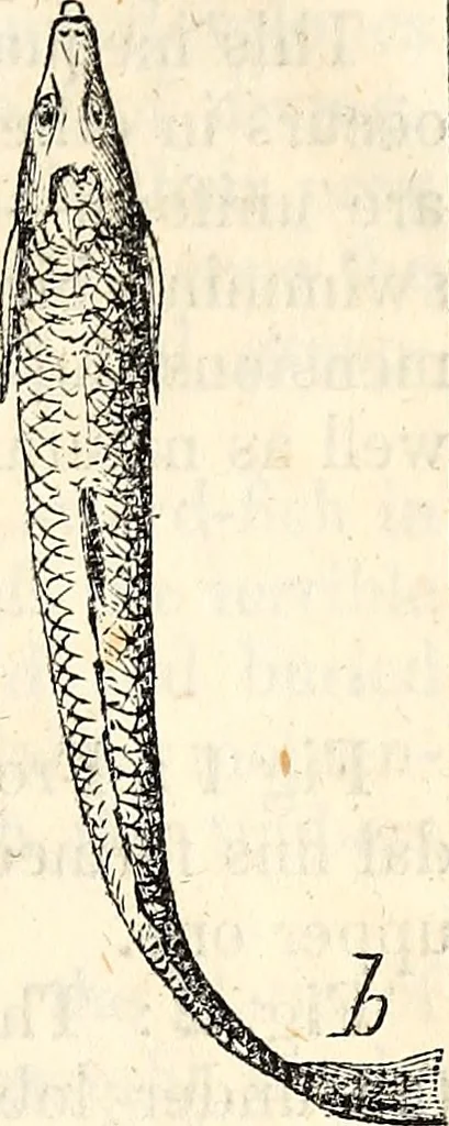 An illustration from Report of the Commissioner of Patents, for the year 1849, 1850, leaf 618