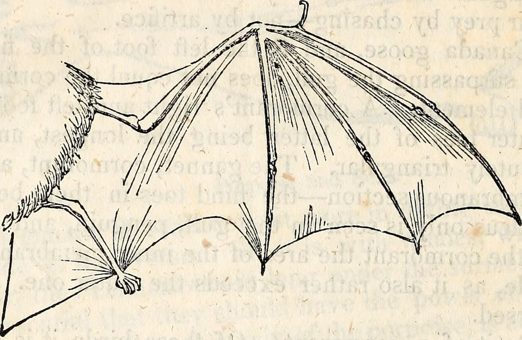 An illustration from Report of the Commissioner of Patents, for the year 1849, 1850, leaf 623