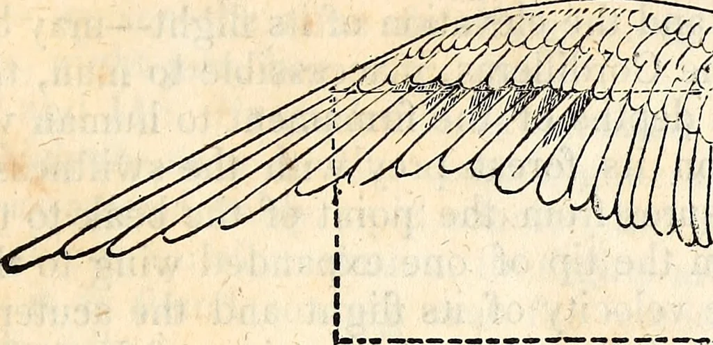 An illustration from Report of the Commissioner of Patents, for the year 1849, 1850, leaf 624