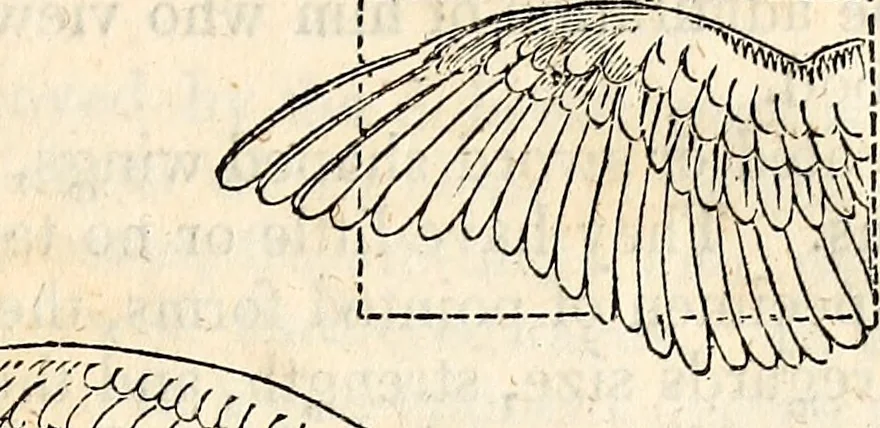 An illustration from Report of the Commissioner of Patents, for the year 1849, 1850, leaf 624