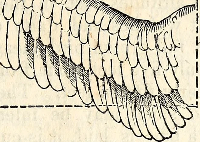 An illustration from Report of the Commissioner of Patents, for the year 1849, 1850, leaf 624