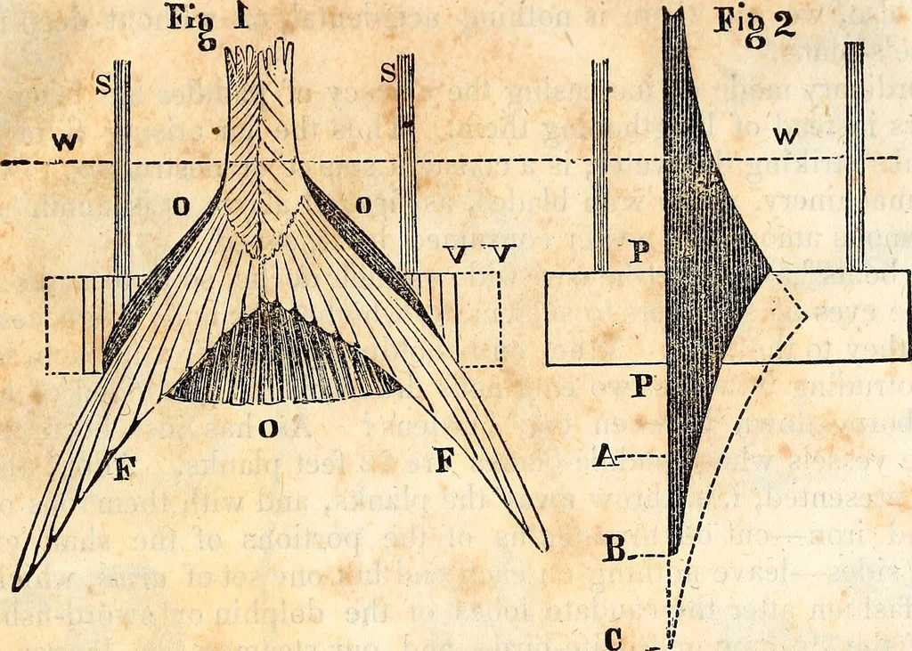 An illustration from Report of the Commissioner of Patents, for the year 1849, 1850, leaf 628