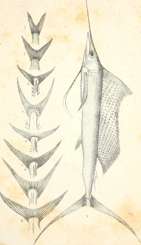 An illustration from Report of the Commissioner of Patents, for the year 1849, 1850, leaf 632