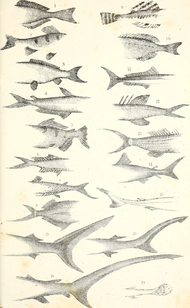 An illustration from Report of the Commissioner of Patents, for the year 1849, 1850, leaf 634