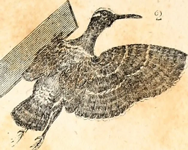 An illustration from Report of the Commissioner of Patents, for the year 1849, 1850, leaf 640