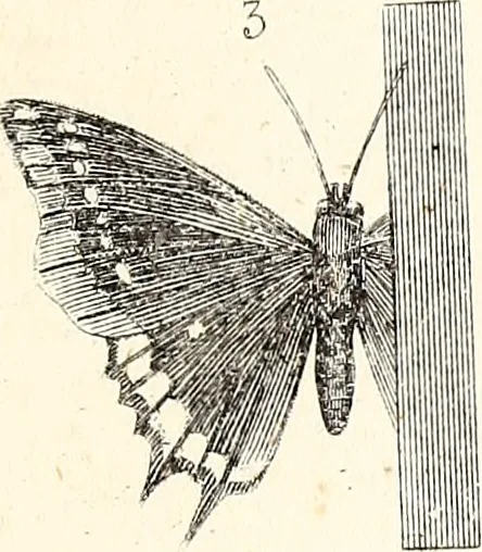 An illustration from Report of the Commissioner of Patents, for the year 1849, 1850, leaf 640