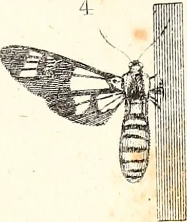 An illustration from Report of the Commissioner of Patents, for the year 1849, 1850, leaf 640
