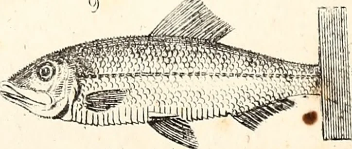 An illustration from Report of the Commissioner of Patents, for the year 1849, 1850, leaf 640