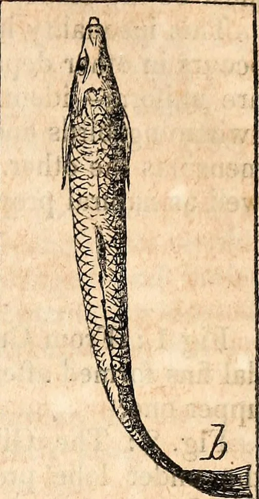 An illustration from Report of the commissioner of patents, for the year 1849, 1850, leaf 618
