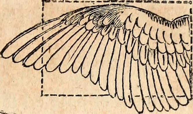 An illustration from Report of the commissioner of patents, for the year 1849, 1850, leaf 624