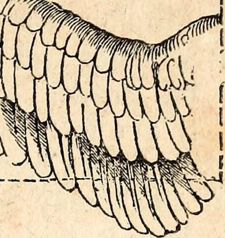 An illustration from Report of the commissioner of patents, for the year 1849, 1850, leaf 624
