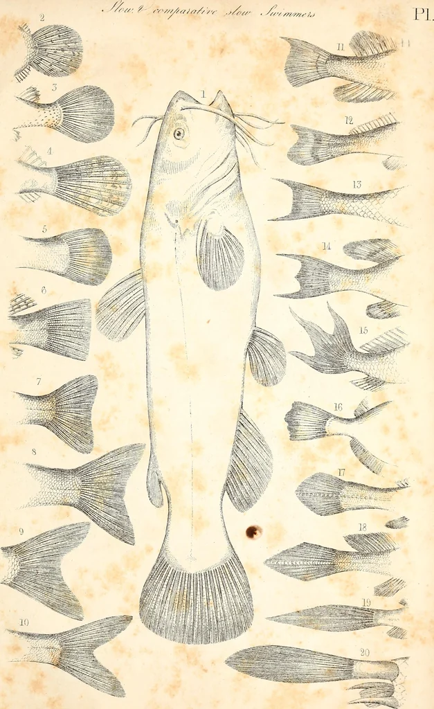 An illustration from Report of the commissioner of patents, for the year 1849, 1850, leaf 630