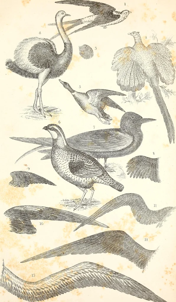 An illustration from Report of the commissioner of patents, for the year 1849, 1850, leaf 638