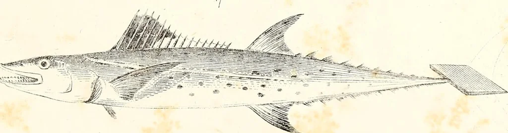 An illustration from Report of the commissioner of patents, for the year 1849, 1850, leaf 640